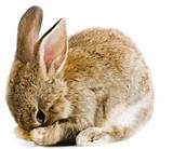 Rabbit Pet Insurance Compare Images