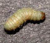 Photos of Cockroach Larvae Identification