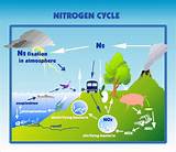 Is Nitrogen Gas Soluble In Water