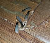 Photos of Termite Damage New Zealand