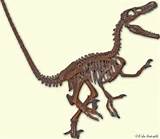 Velociraptor Fossils Photos