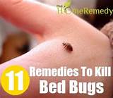 Images of Kill Bed Bugs Suffocate