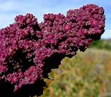 Images of Quinoa Flower