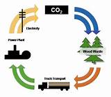 Biomass Is It Renewable