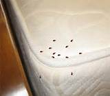 Spray Treatment For Bed Bugs Pictures