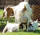 Photos of Goat With Mange