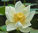 White Lotus Flower Photos