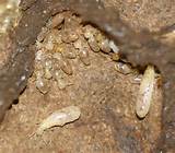 Pictures of Termite Young