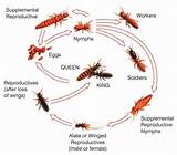 Photos of Types Of Termite Control
