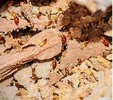 Termites Cause Health Problems Images