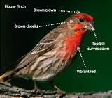 Images of House Finch Vs Purple Finch Photos