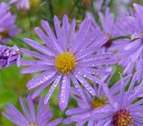 Sky Blue Aster Flower Pictures