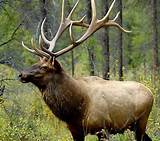 Cheap Elk Hunting Outfitters Pictures