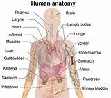 Human Anatomy And Physiology Online College Course