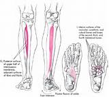Tibialis Anterior Muscle Strengthening Exercises Images