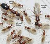 Pictures of Carpenter Ants Swarming Season