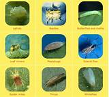 Pictures of Common Plant Pest Identification