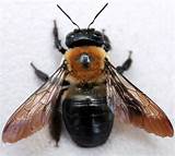 Photos of Images Of Carpenter Bees