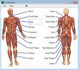 Exercise Muscle Groups Chart Images