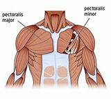 Pectoral Muscle Exercise Images
