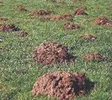 Lawn Treatment For Fire Ants Images