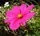 Aster Flower Pictures