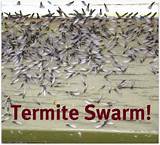 Flying Termite Swarm Pictures