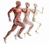 Pictures of Skeletal Muscle Exercise