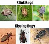 Kissing Bug Treatment Images