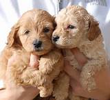 Cheap Goldendoodle Puppies For Sale Images
