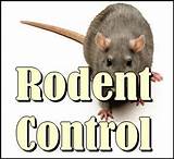 Best Rodent Control Company Images