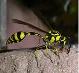 Photos of Yellow And Black Wasp