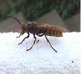 Wasp Removal Pretoria Images
