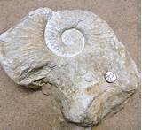 Fossils For Kids Images