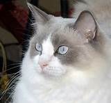 Pet Home Remedies For Cats Images