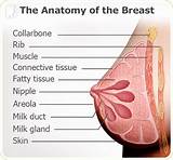 What Doctor To See For Breast Pain Pictures