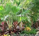 Images of Common Florida Landscape Plants