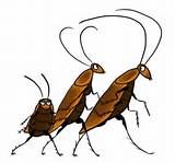 Cockroach Cartoon Photos