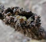 France Termites