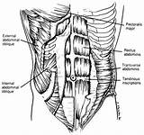 Rectus Abdominis Muscle Strengthening Exercises Pictures
