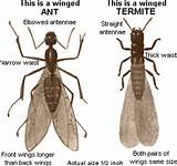 Winged Termite Vs Winged Ant