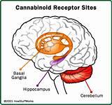 Images of What Does Smoking Marijuana Do To The Brain