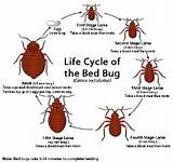 Images of Temporary Treatment For Bed Bugs