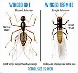 Photos of Termites Have Wings
