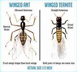 Images of Fortner Pest Control Bedford Indiana