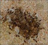 Active Termite Signs Photos