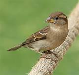 House Finch Or Sparrow Photos
