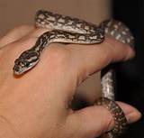 Photos of Carpet Python