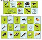 Common Garden Pest Identification Pictures