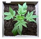 Pictures of How To Start Growing Marijuana